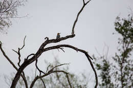 Image of Golden-fronted Woodpecker