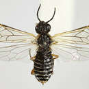 Image of Green Alder Sawfly