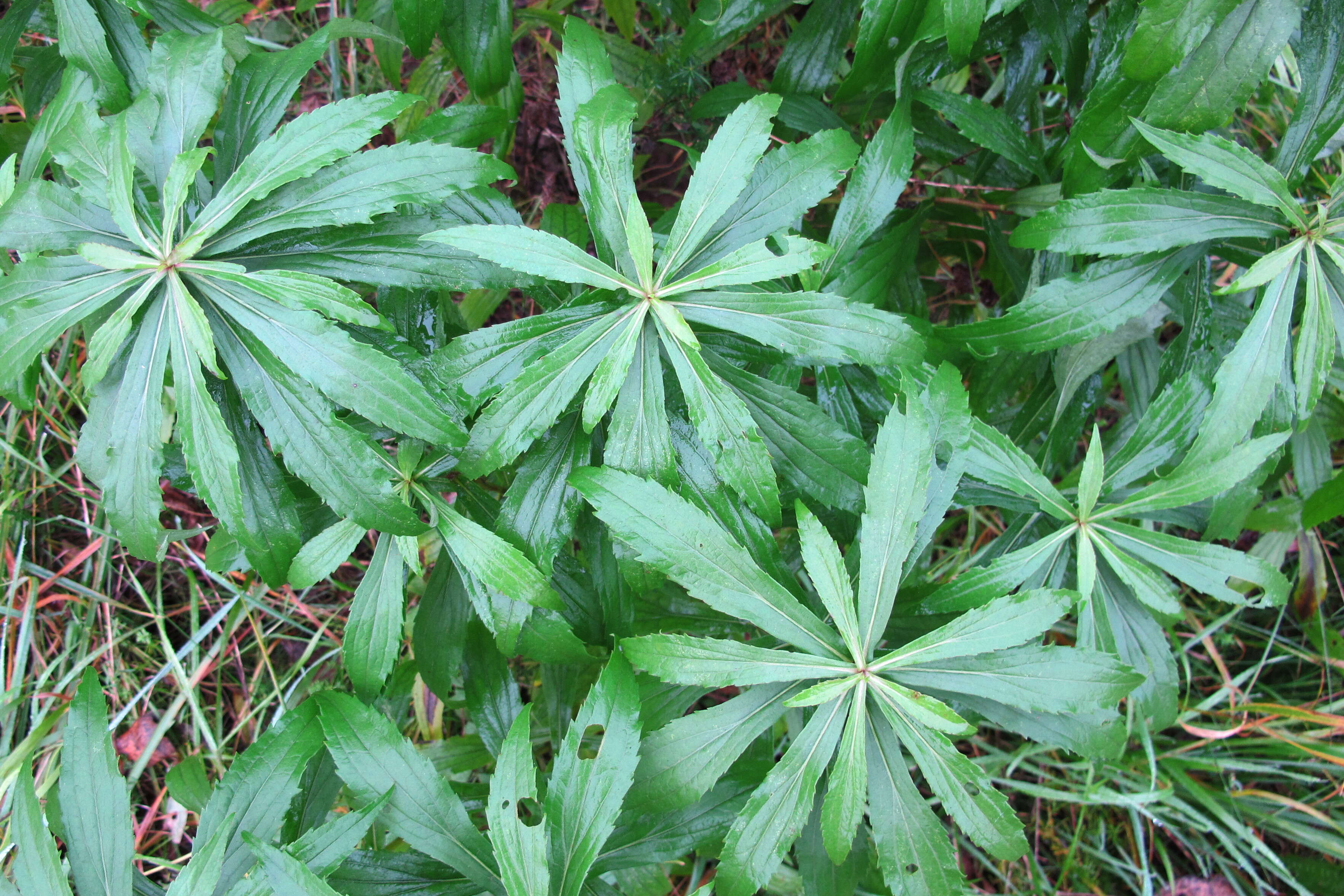 Solidago canadensis L. resmi