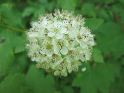 Plancia ëd Physocarpus opulifolius (L.) Maxim.