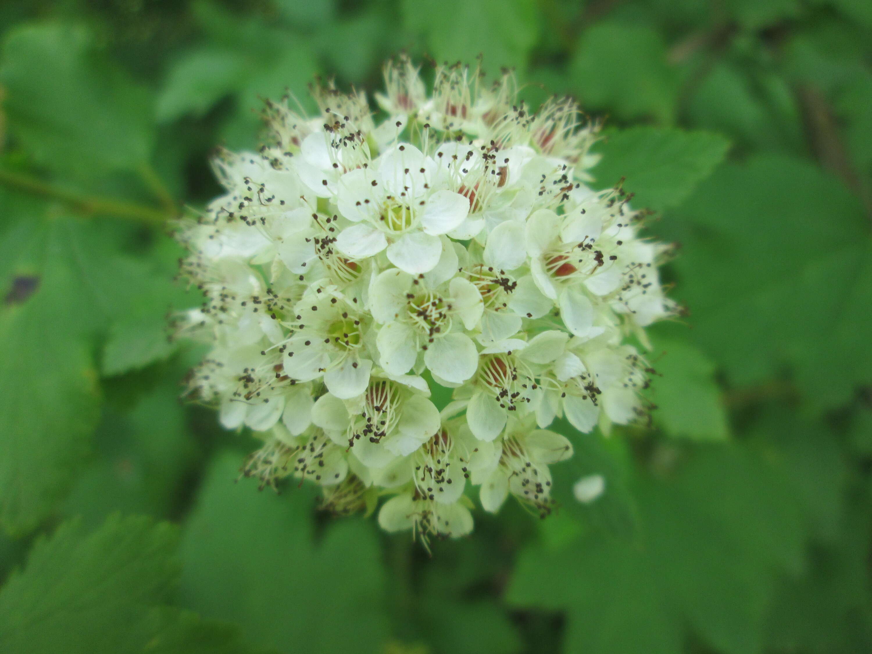 Plancia ëd Physocarpus opulifolius (L.) Maxim.