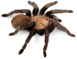 Image of Texas Tan Tarantula