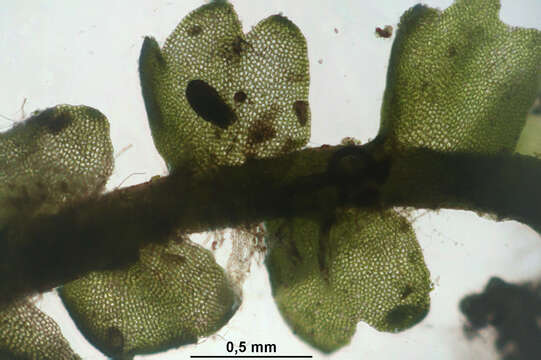 Image of Neoorthocaulis attenuatus (Mart.) L. Söderstr., De Roo & Hedd.