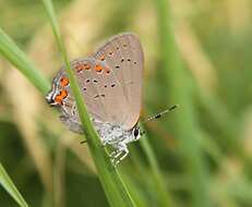 Image of Satyrium titus