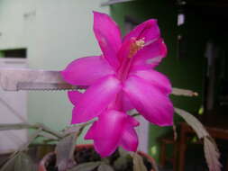 Plancia ëd Schlumbergera