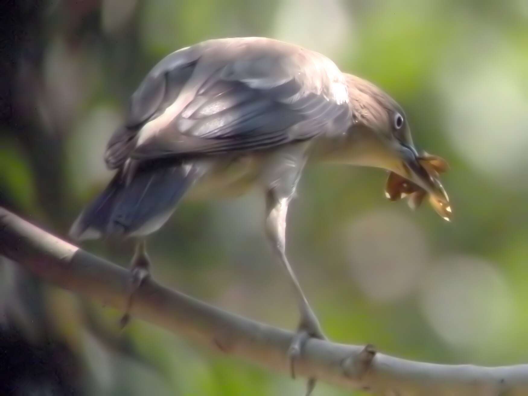 Image of Chestnut-tailed Starling