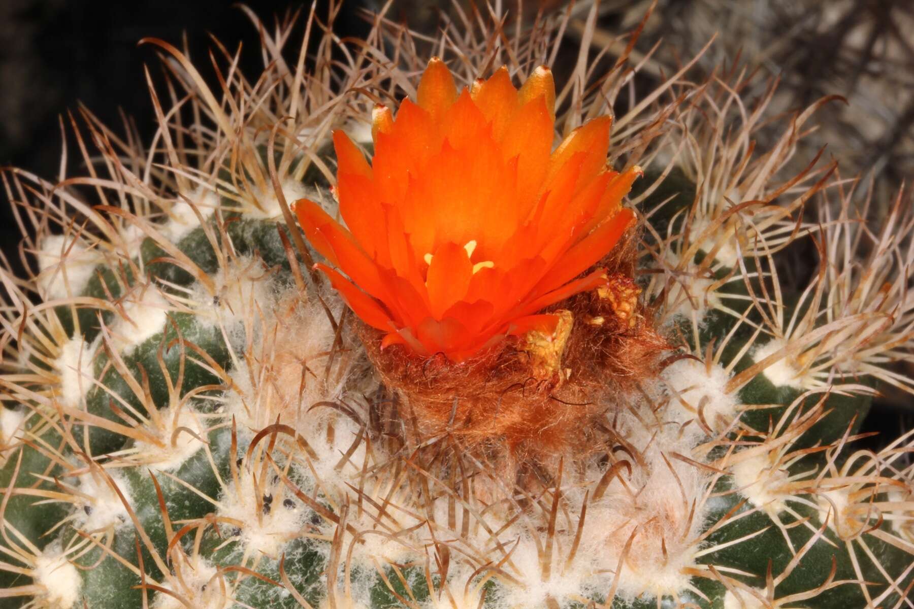 Image of Cactus