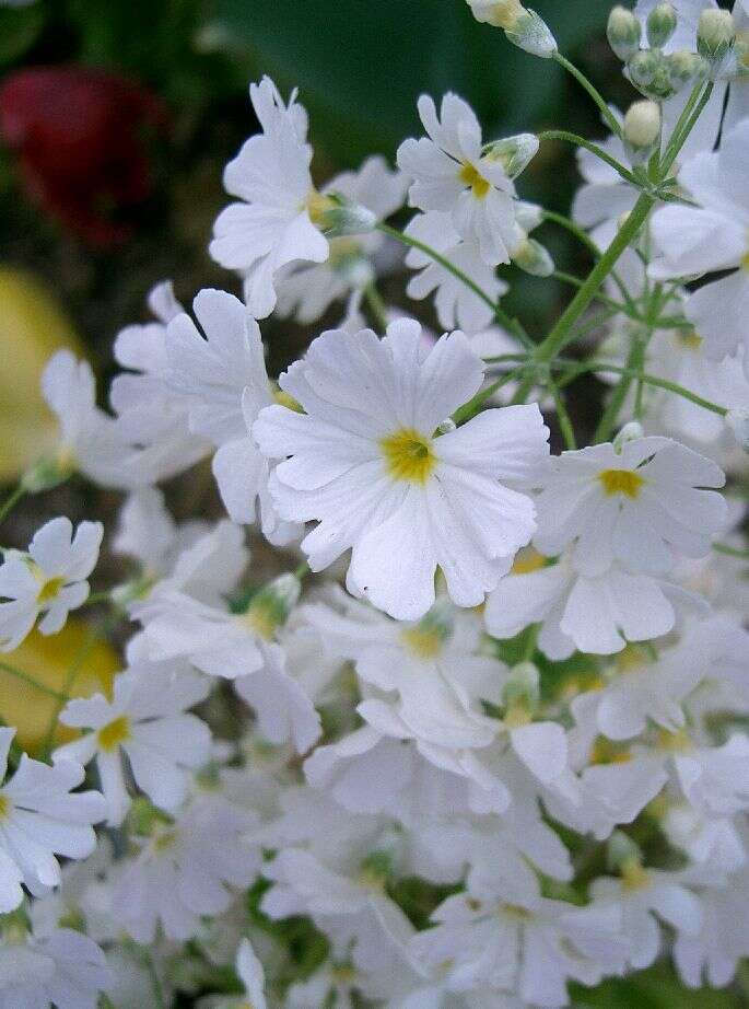 Image of Baby primula