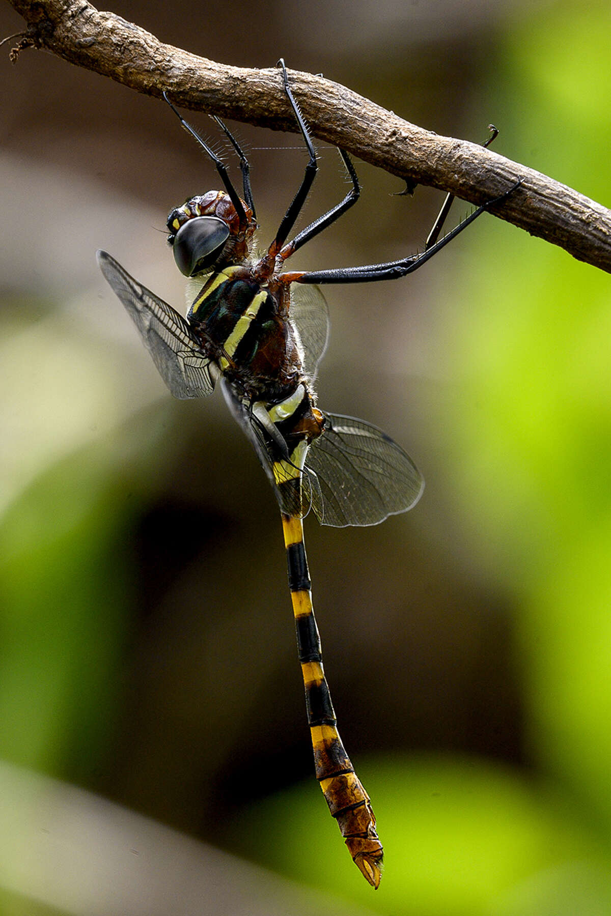 Image of Epophthalmia frontalis Selys 1871