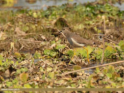 Image of White-tailed Lapwing