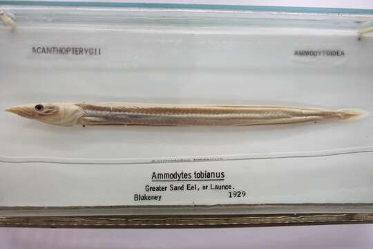 Image of Lesser Sand-eel