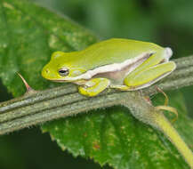 Image of American Green Treefrog