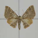 Image de Idaea purpurea Hampson 1891