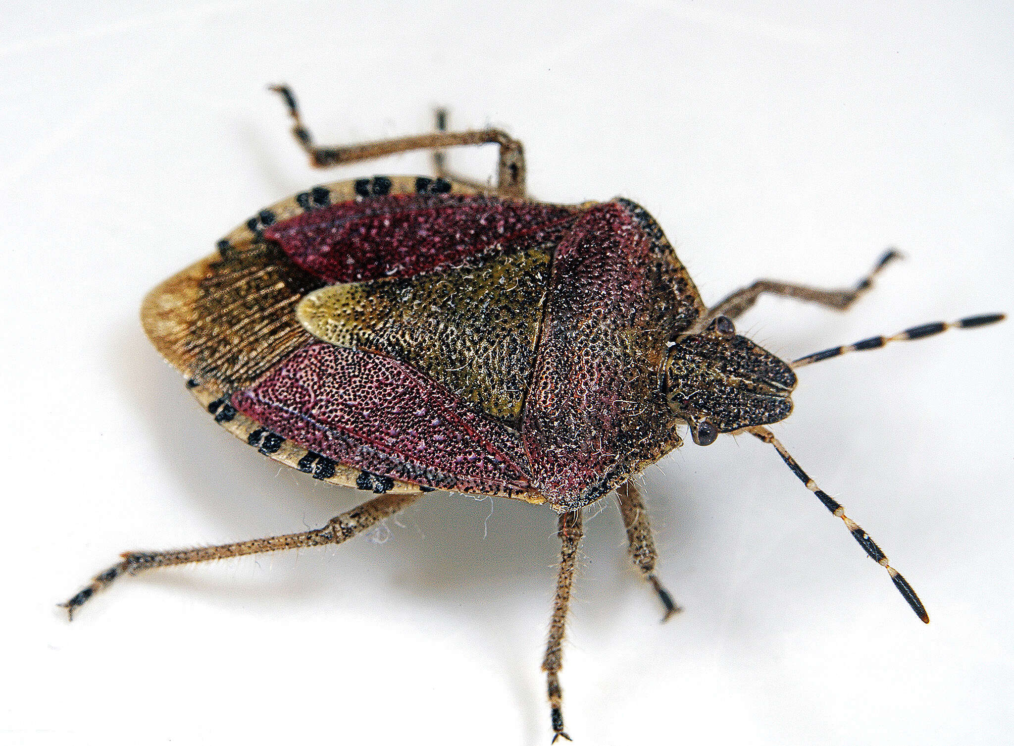 Image of sloe bug