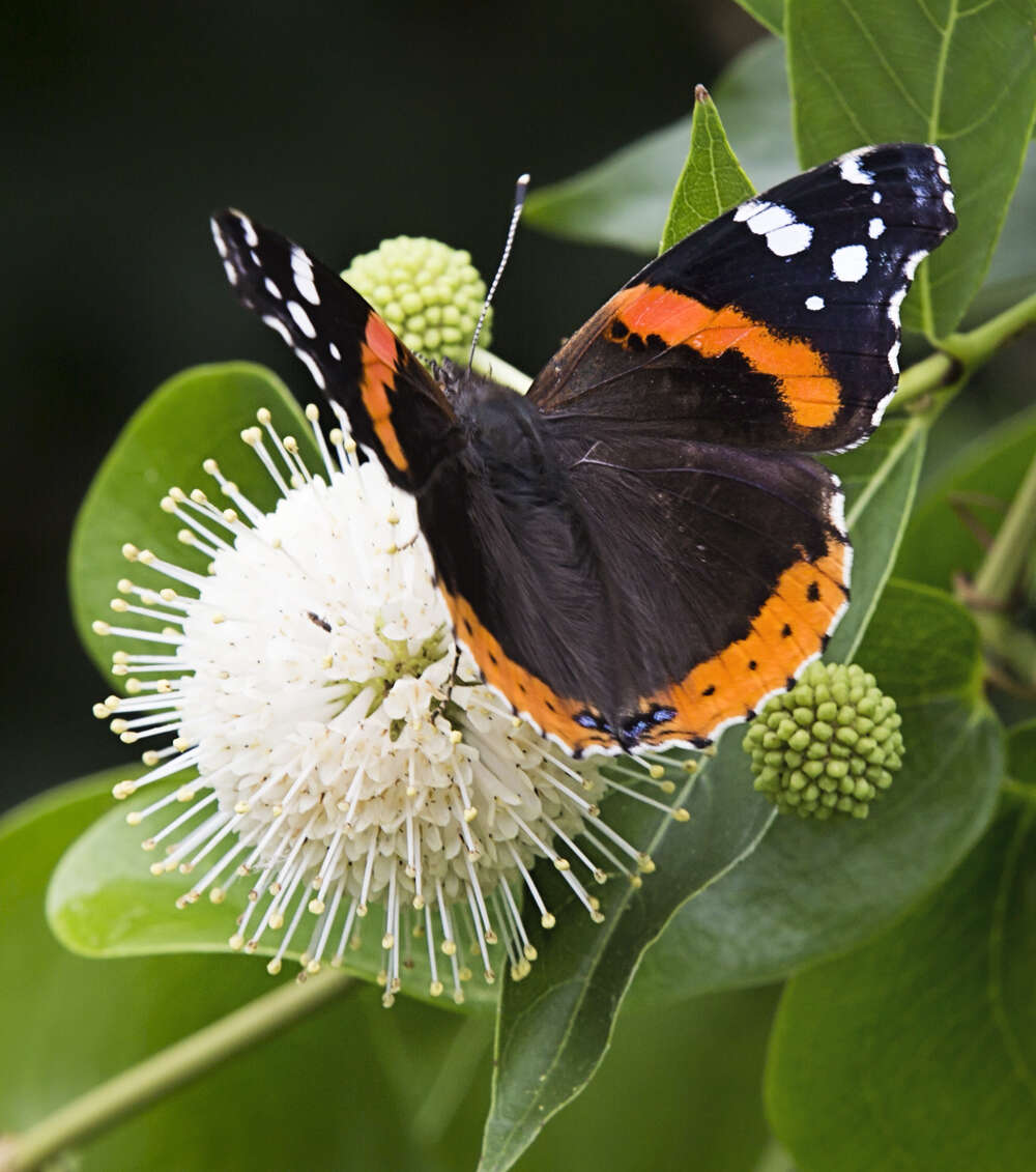 Image of buttonbush