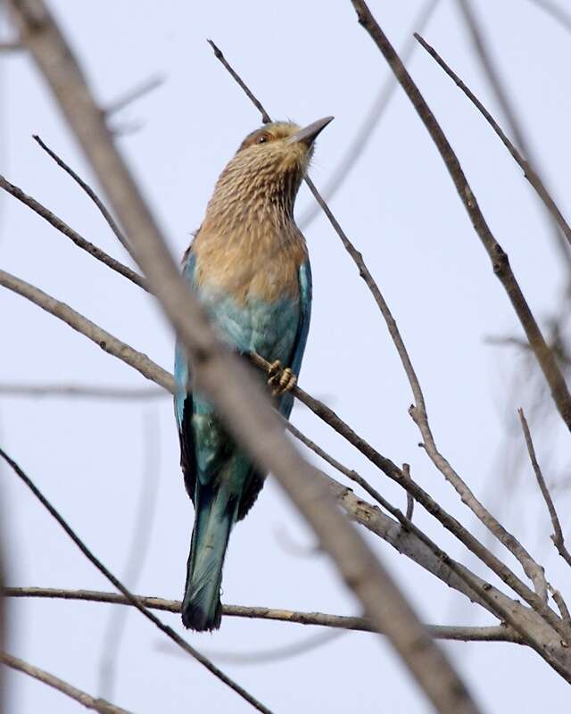 Imagem de Coracias benghalensis (Linnaeus 1758)