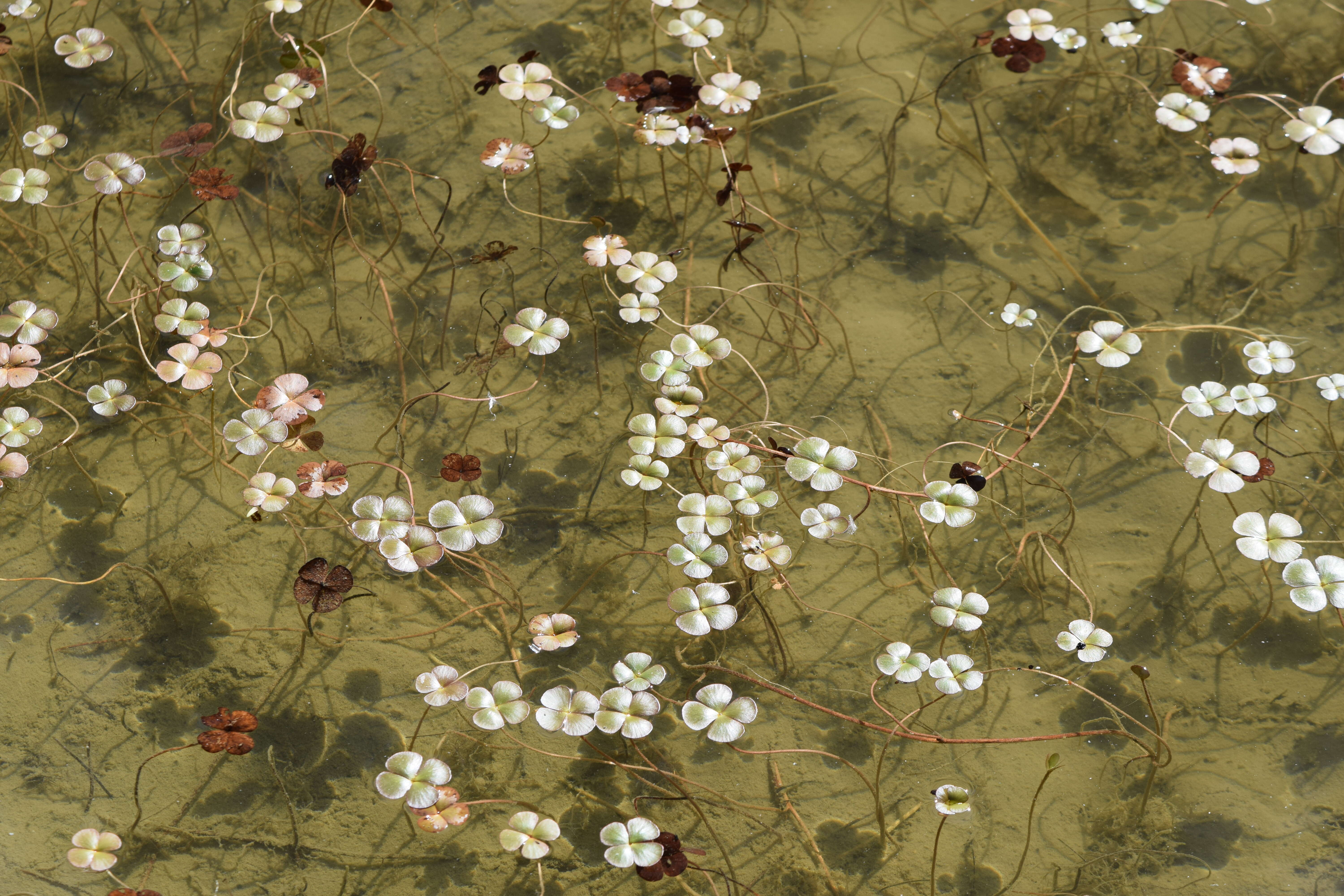 Plancia ëd Marsilea quadrifolia L.