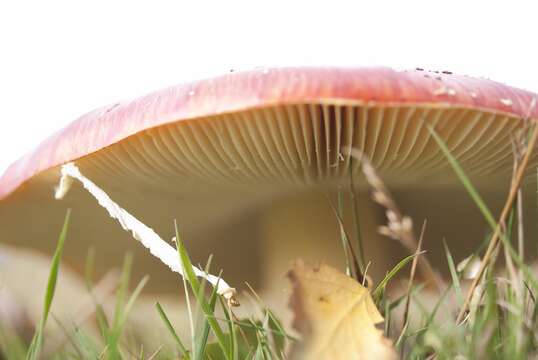 Image of Fly agaric