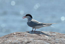 Image of Arctic Tern