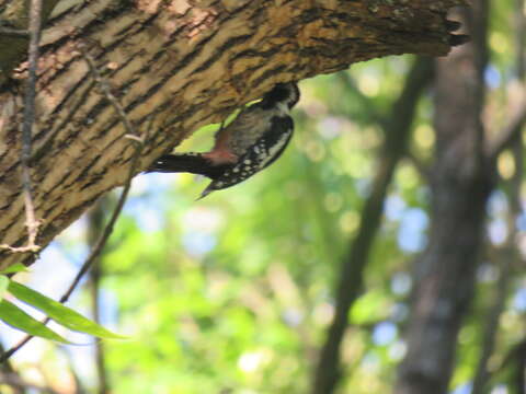 Image of Syrian Woodpecker