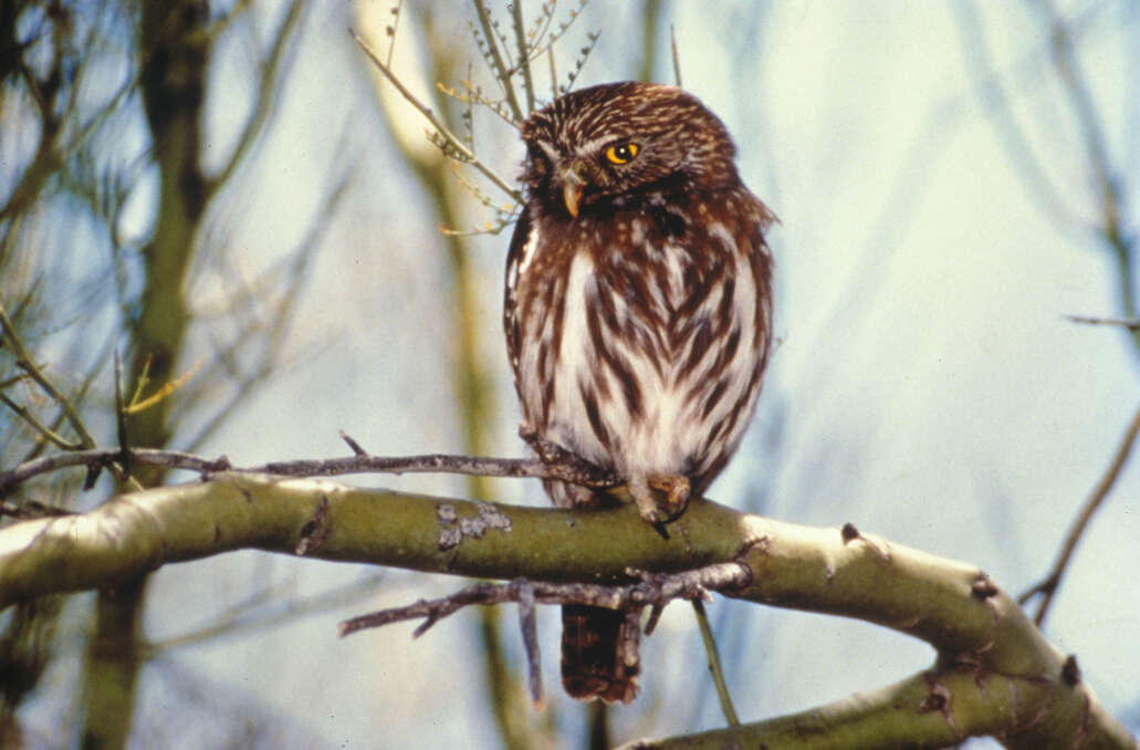 Image of Ferruginous Pygmy Owl