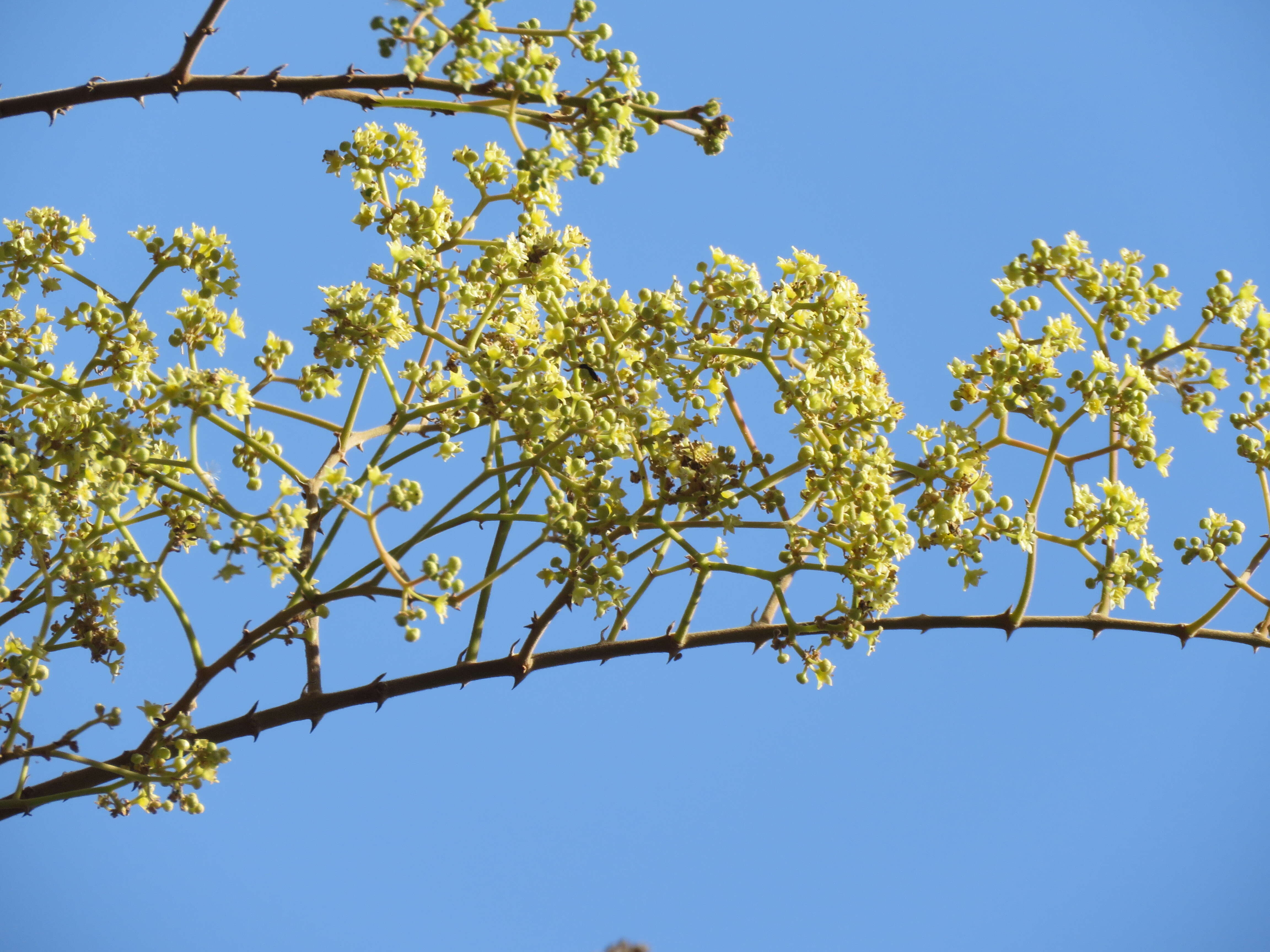 Image of Ziziphus rugosa Lam.