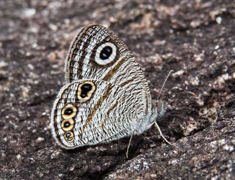 Image of Ypthima striata