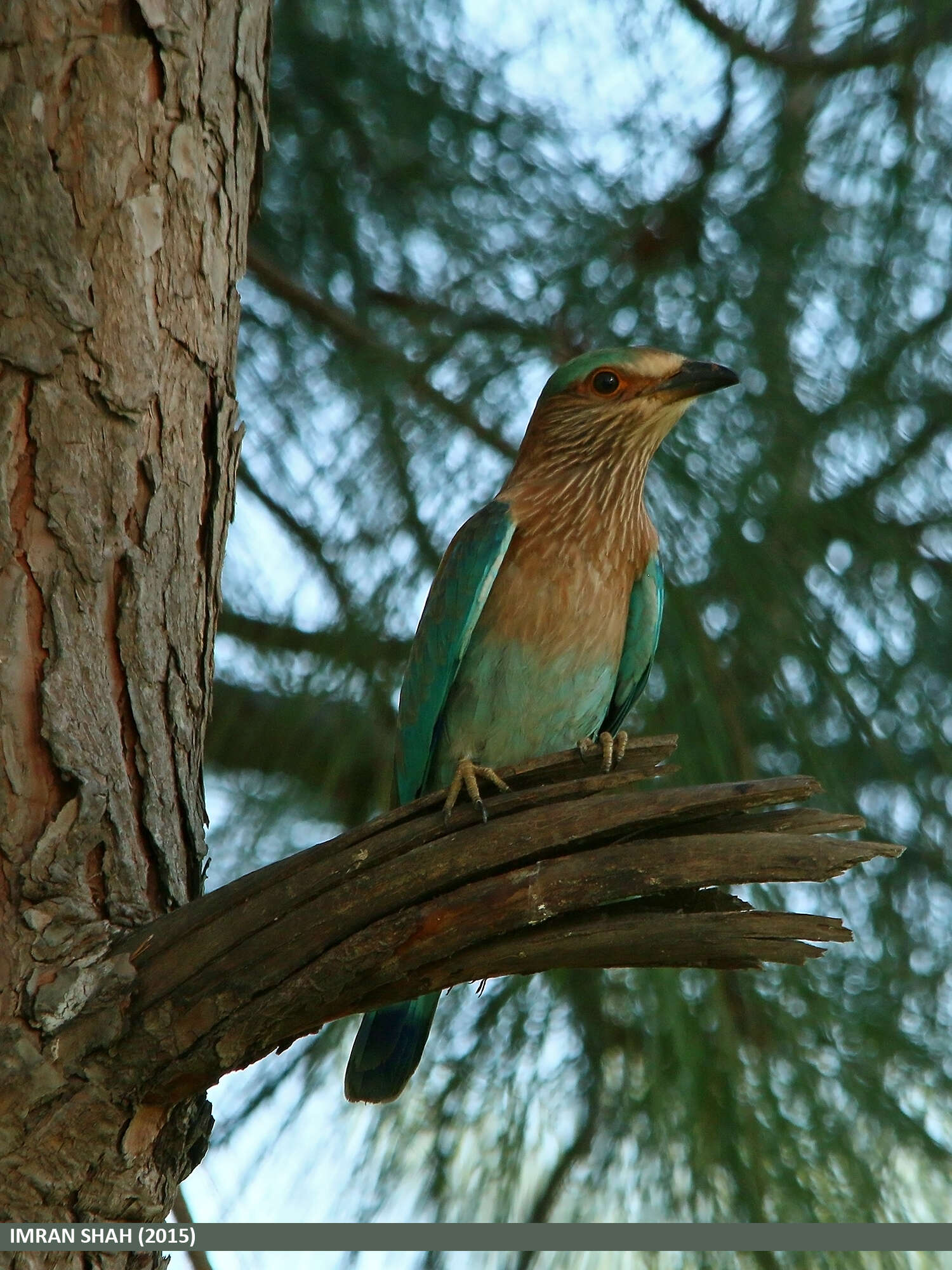 Imagem de Coracias benghalensis (Linnaeus 1758)