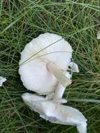 Image of Leucoagaricus leucothites (Vittad.) Wasser 1977