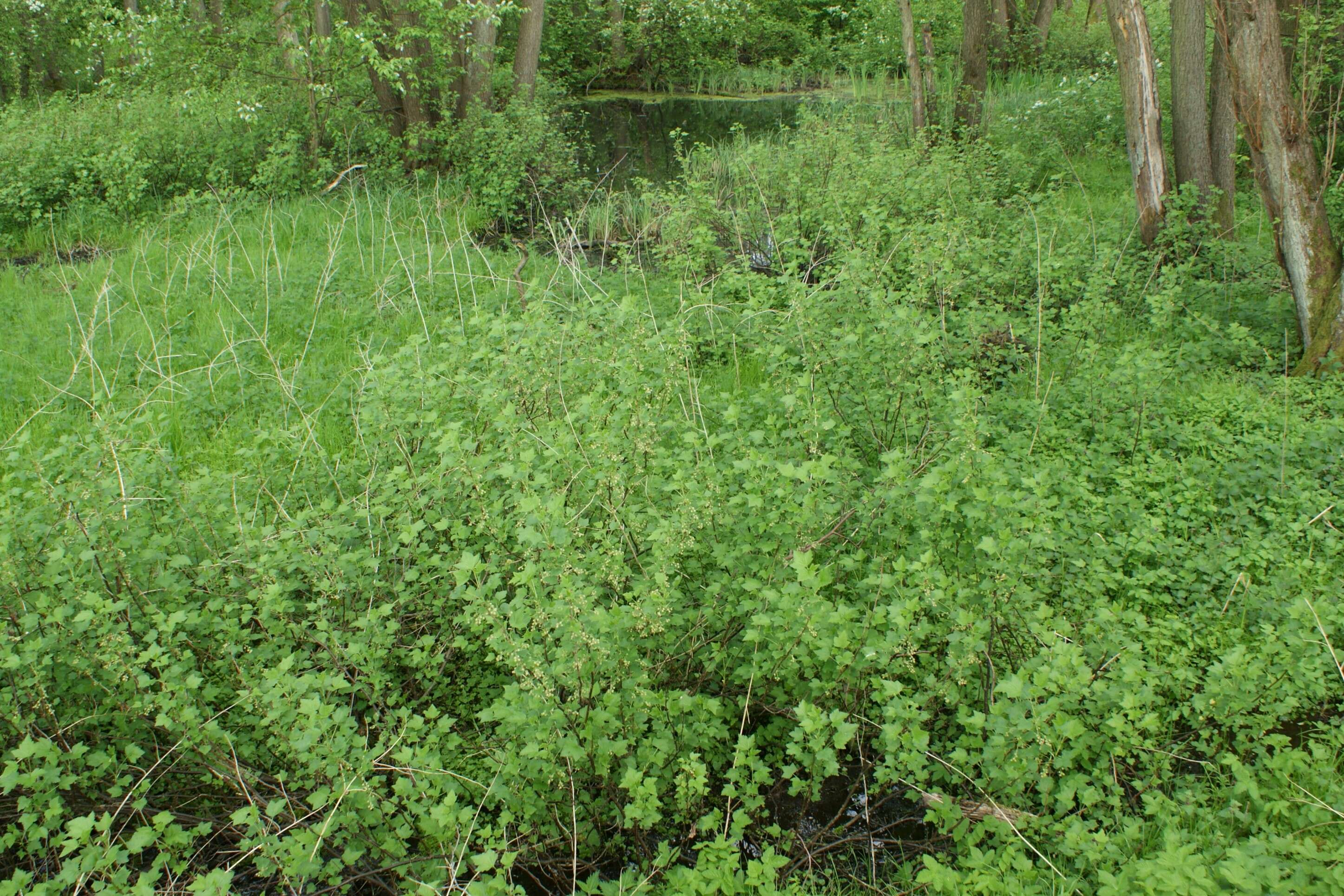 Image of Black Currant