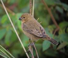 Image of Yellow-bellied Seedeater