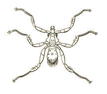 Sivun Nycteribiidae kuva
