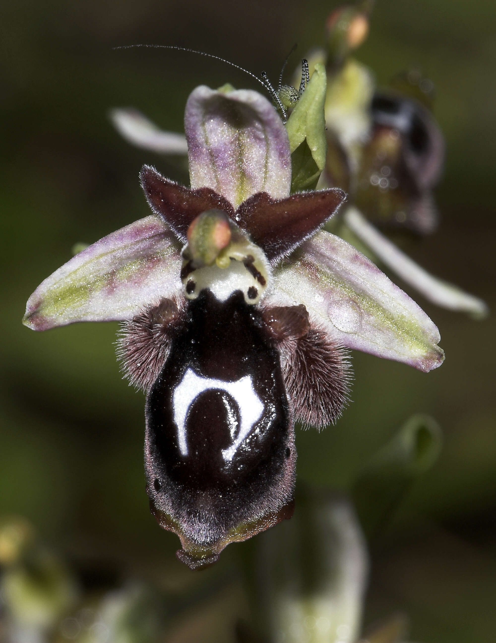 Слика од Ophrys reinholdii Spruner ex Fleischm.