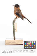 Image of Rufous Sibia