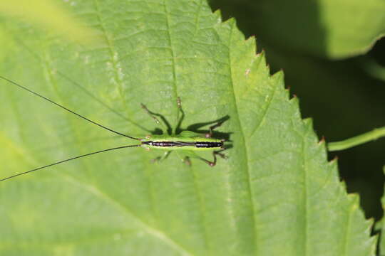 Image of Long-winged conehead