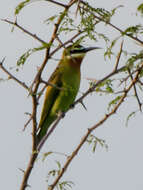 Image of Blue-cheeked Bee-eater