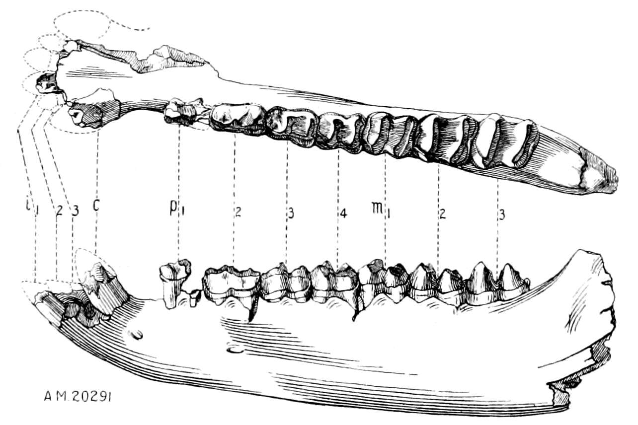 Image of Tapiroidea