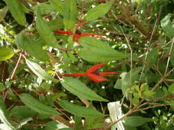 Fuchsia magellanica Lam. resmi