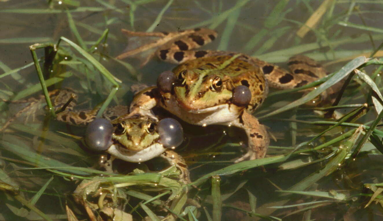 Image of Levant Green Frog