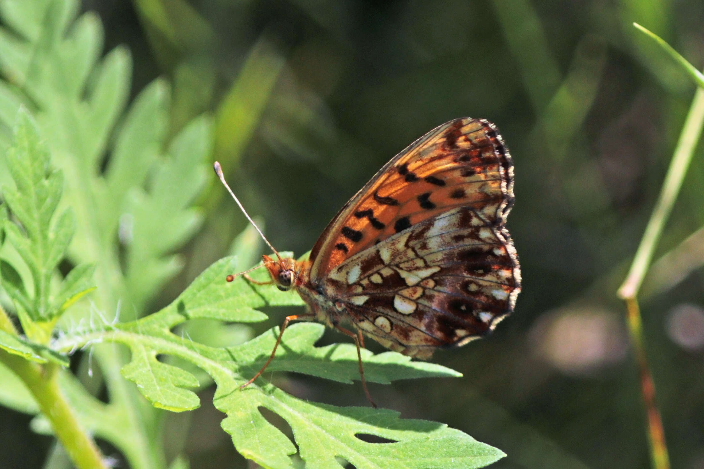 Plancia ëd Boloria dia