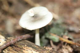 Pluteus salicinus (Pers.) P. Kumm. 1871 resmi