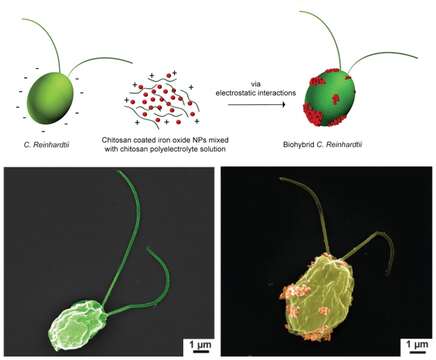 Image of Chlamydomonas reinhardtii