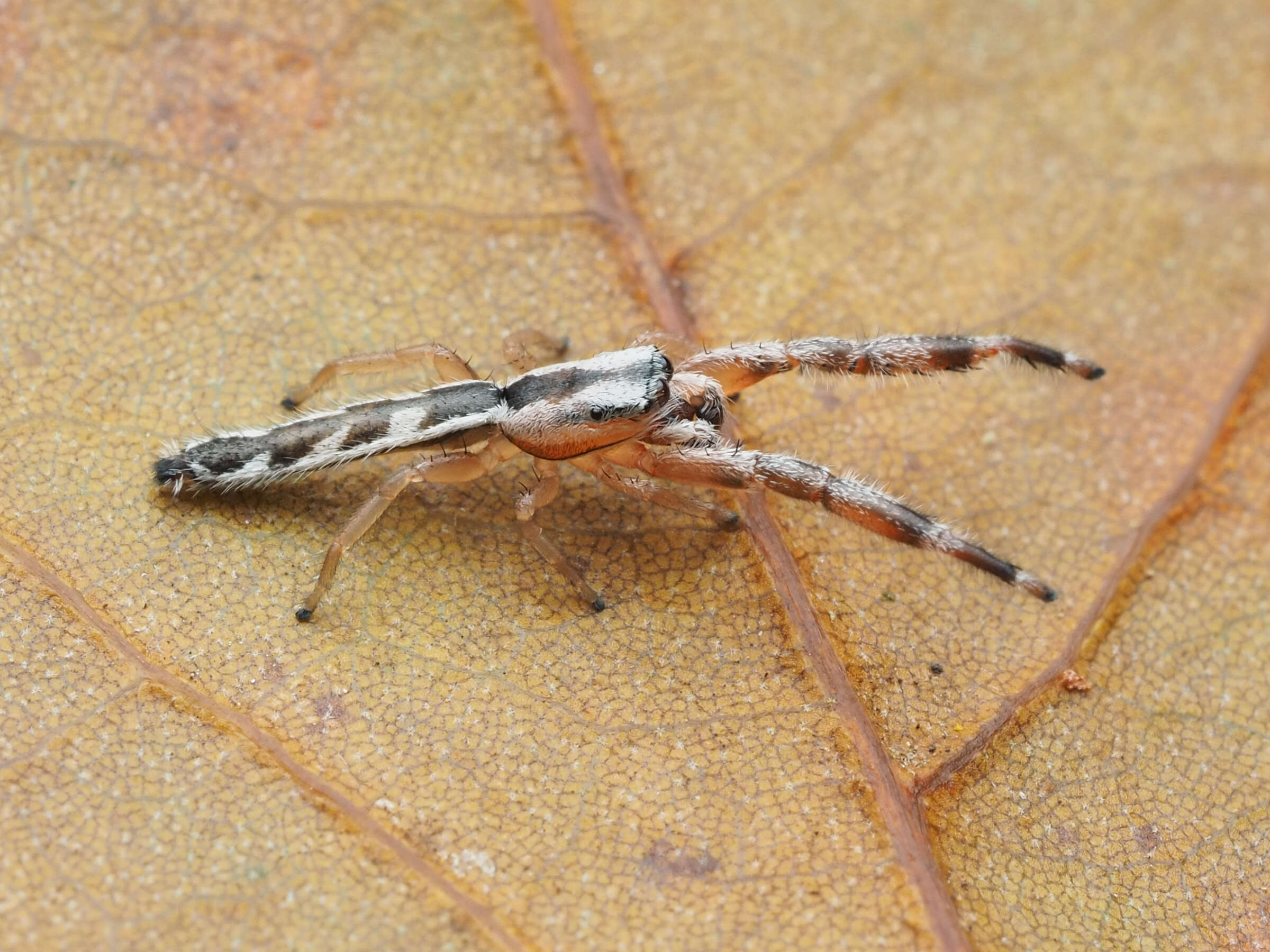 Image of Pike Slender Jumper