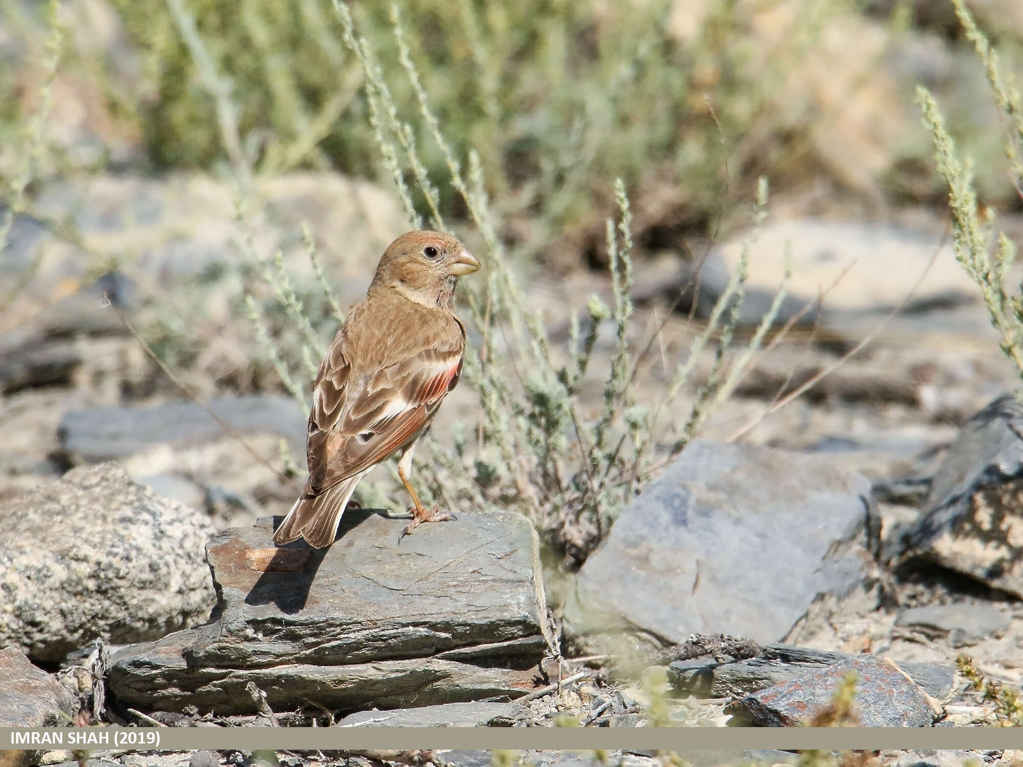 Image of Mongolian Finch