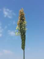 Image of meadow foxtail