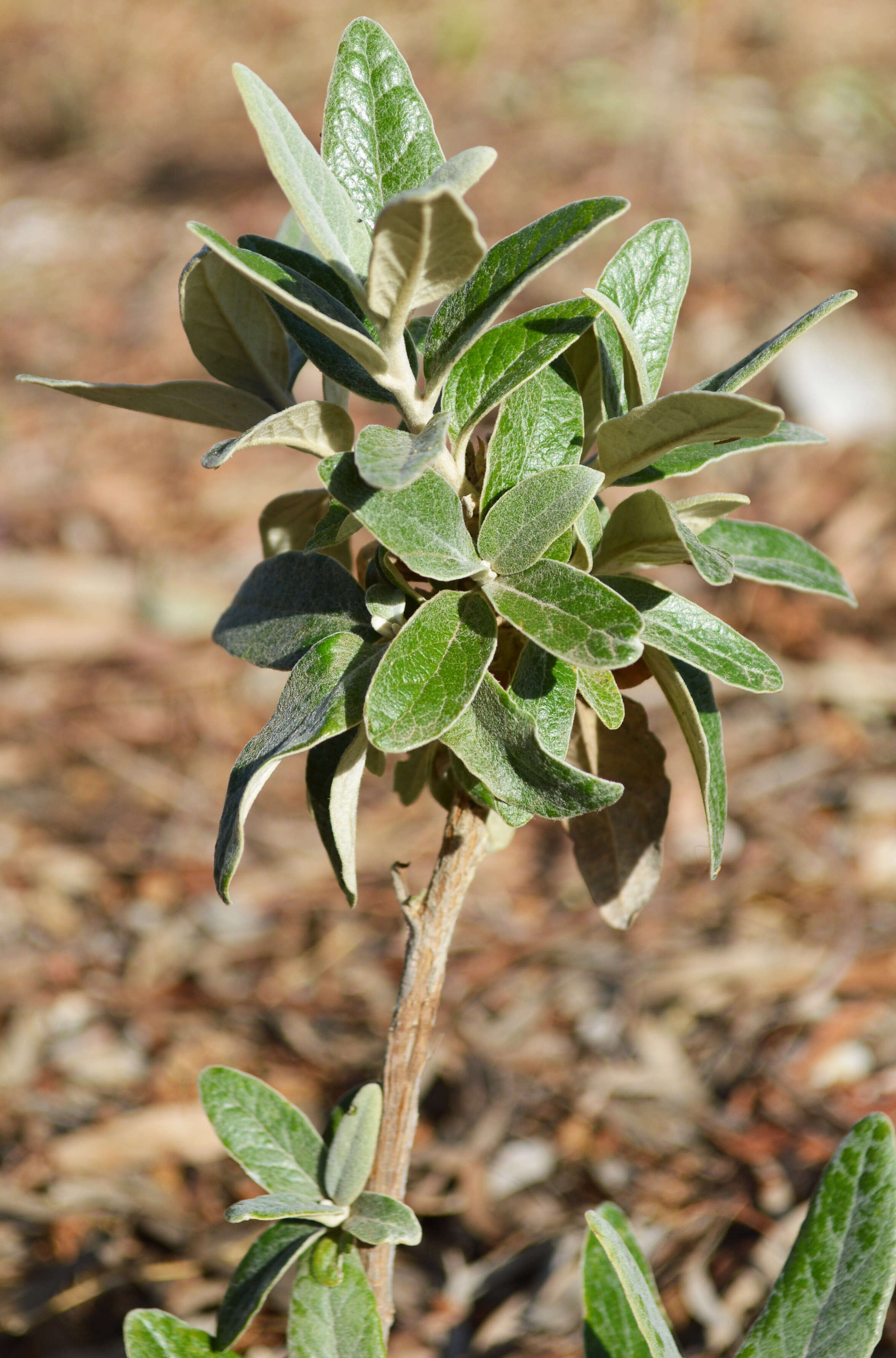 Olearia pannosa Hook. resmi