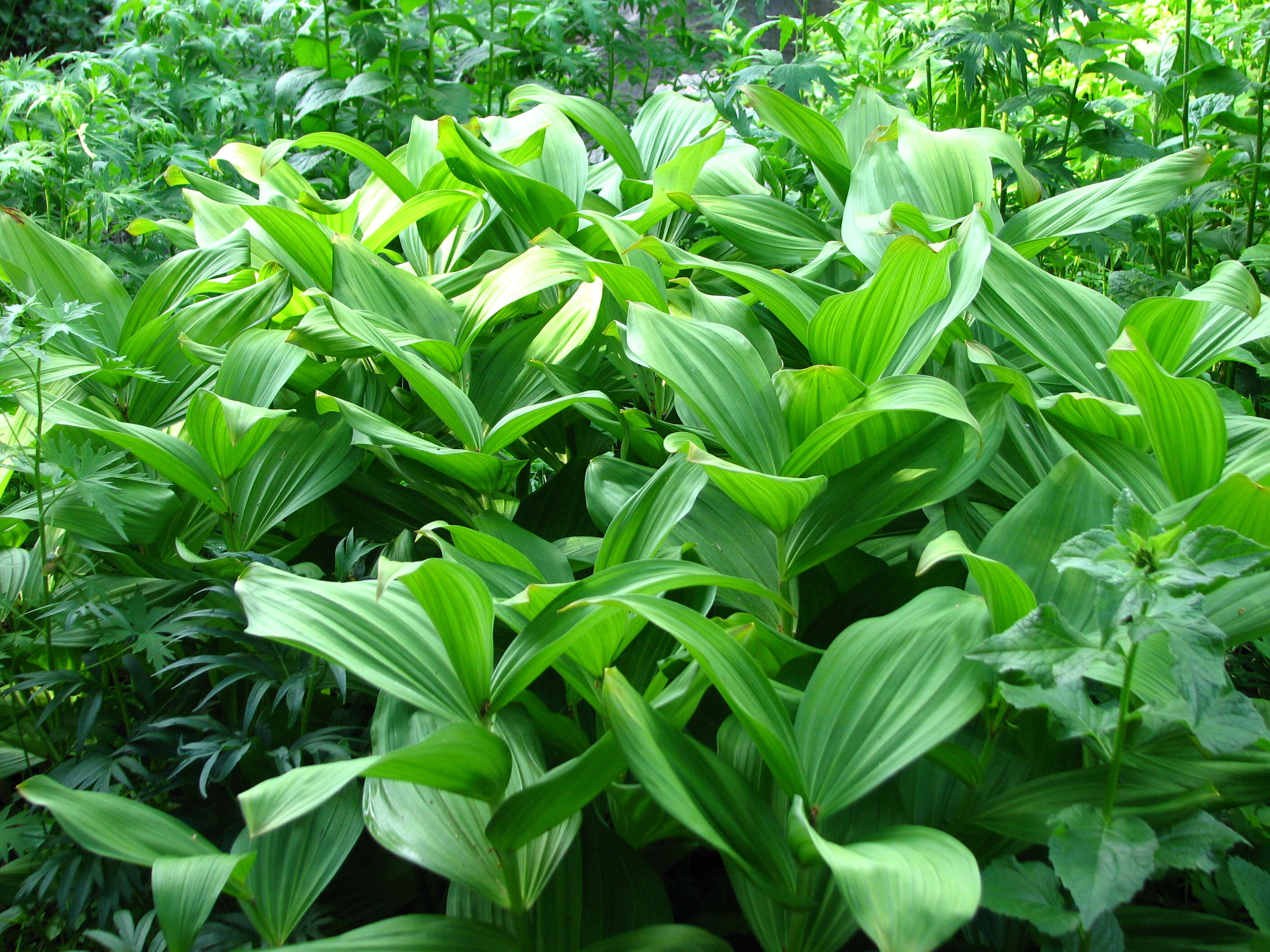 Imagem de Veratrum lobelianum Bernh.