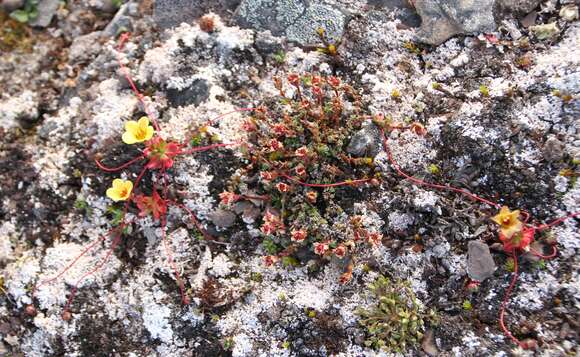 Imagem de Saxifraga platysepala (Trautv.) Tolm.