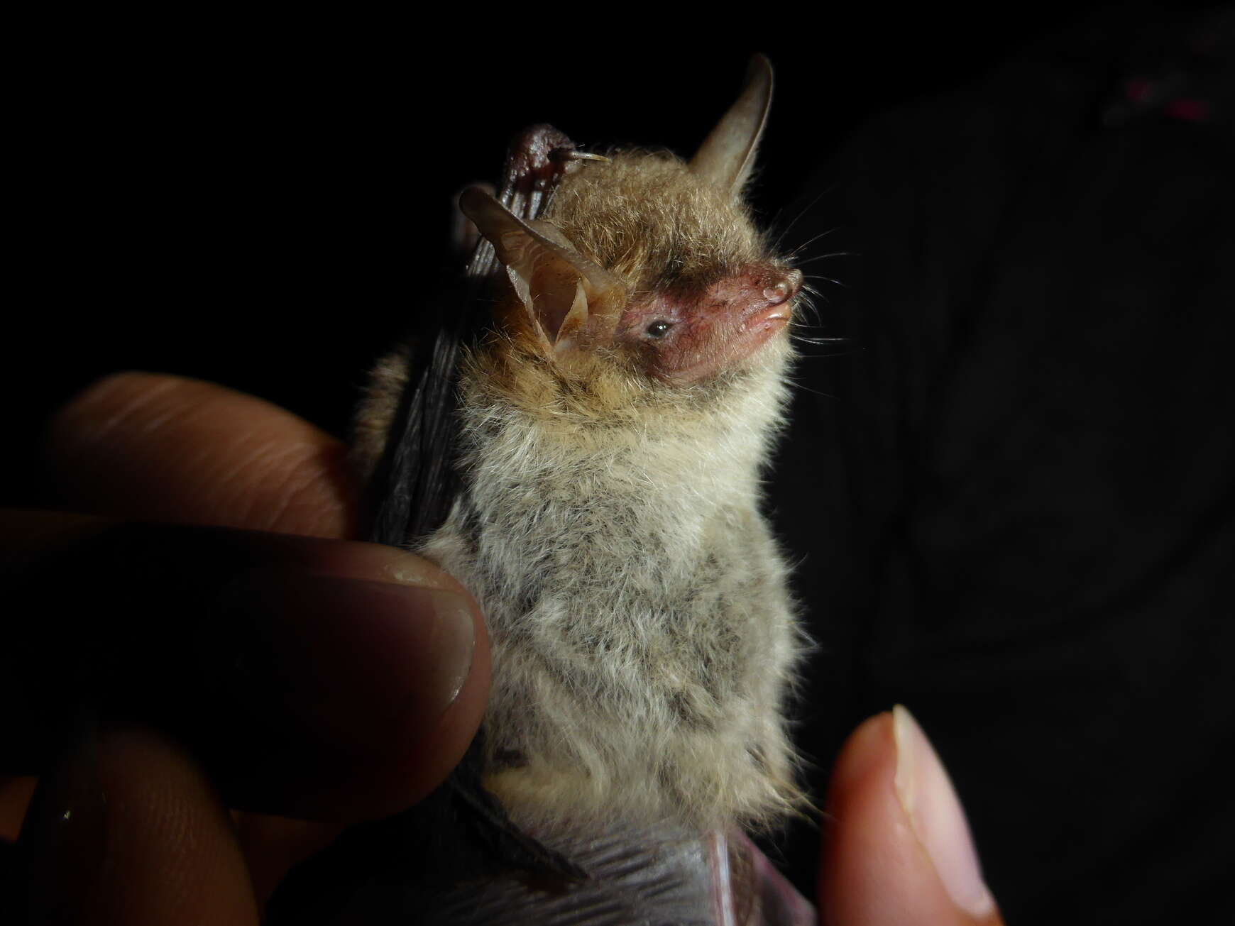 Image of Natterer's Bat