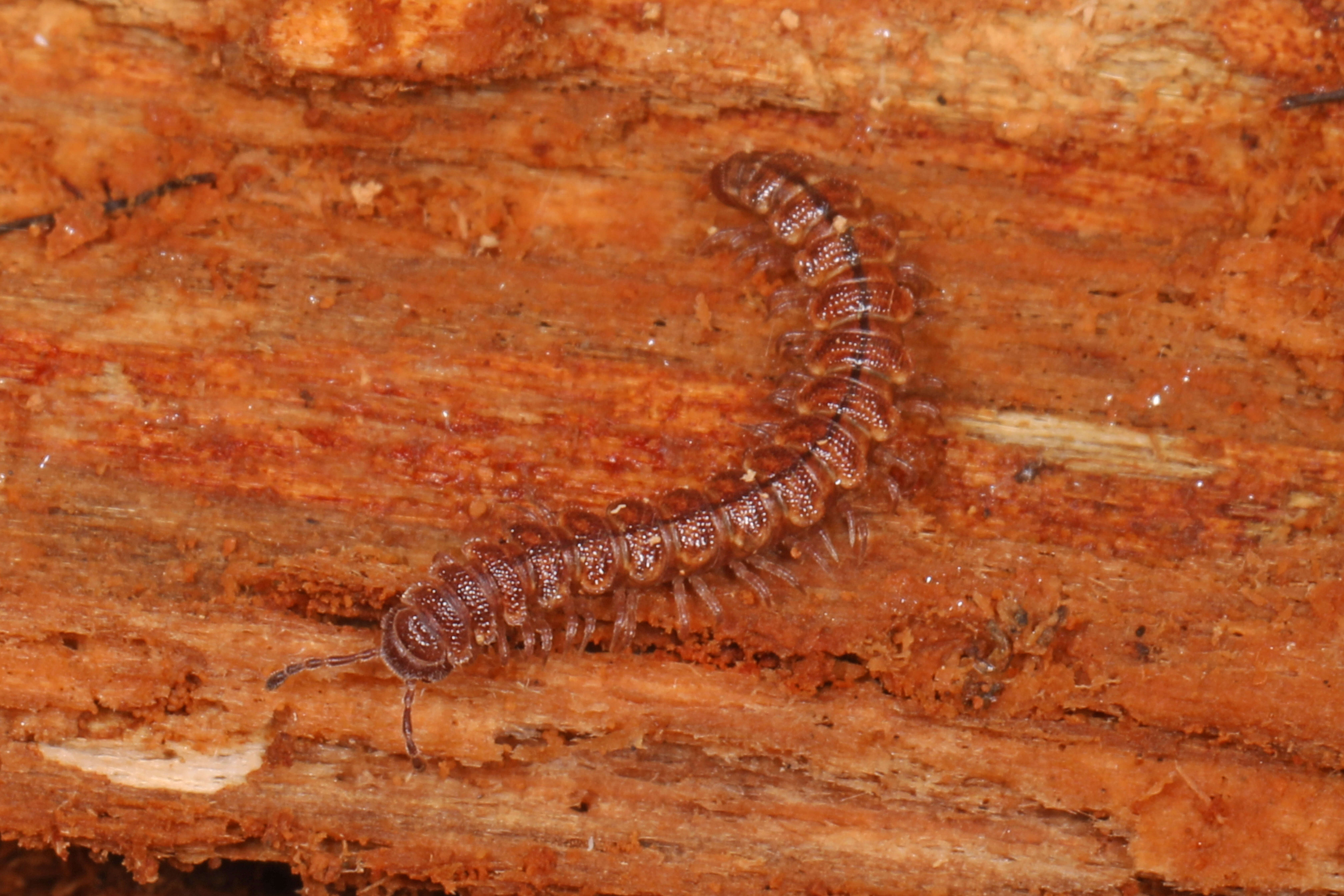 Image of Granulated Millipede